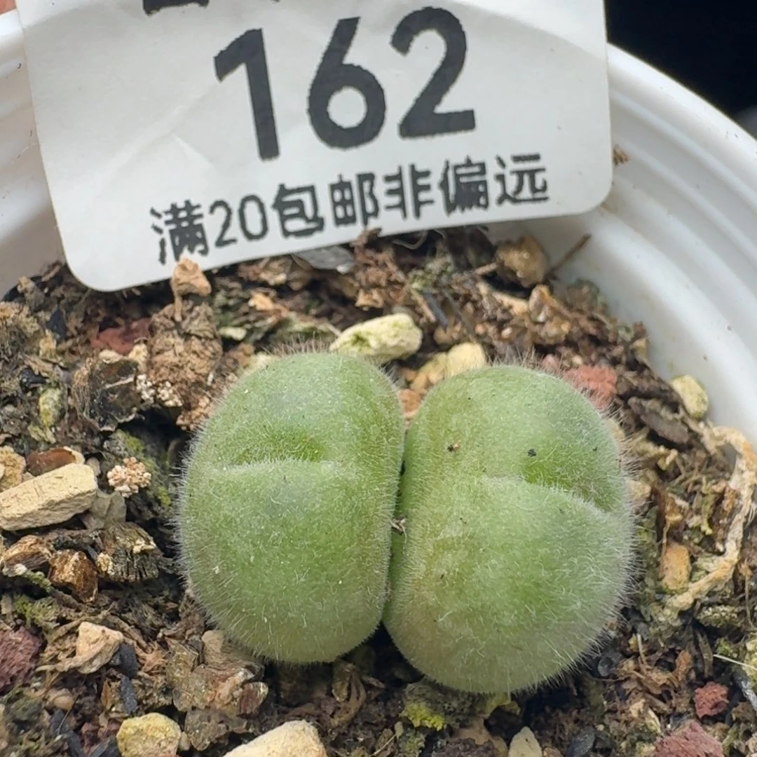 带盆土。