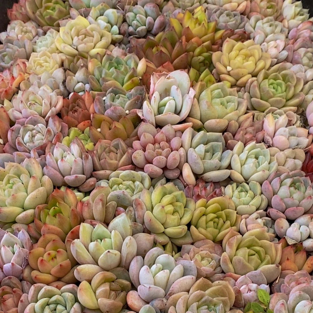 592个月的时间已经超过了