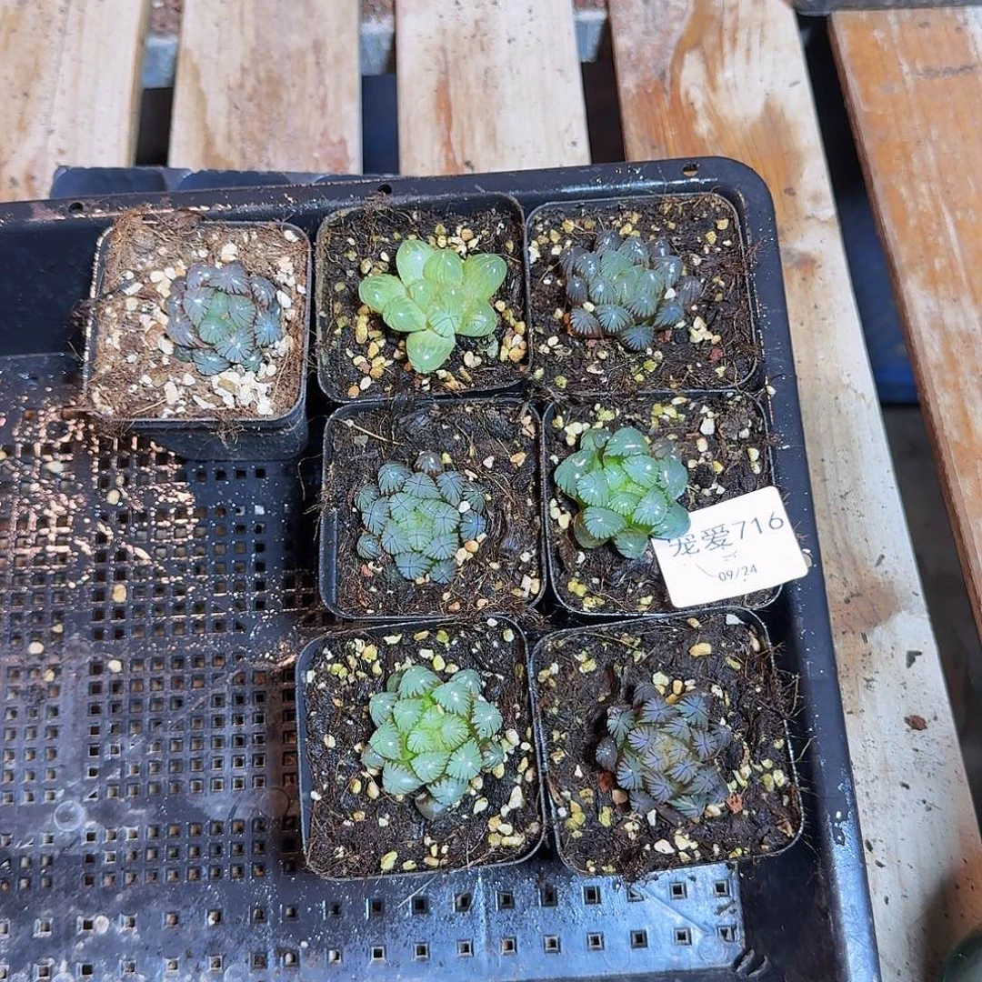直播福利一物一拍716