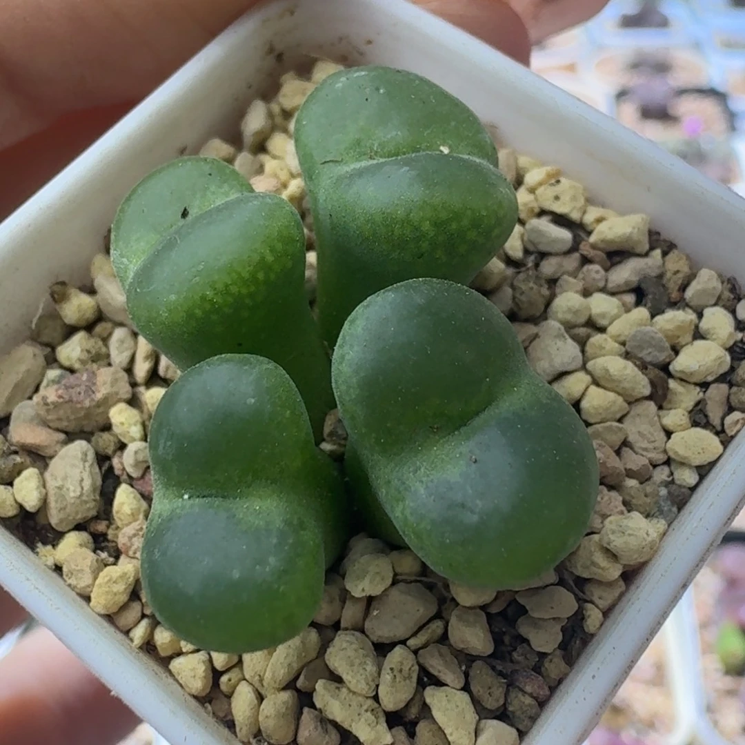 69号四头绿安格一物一拍
