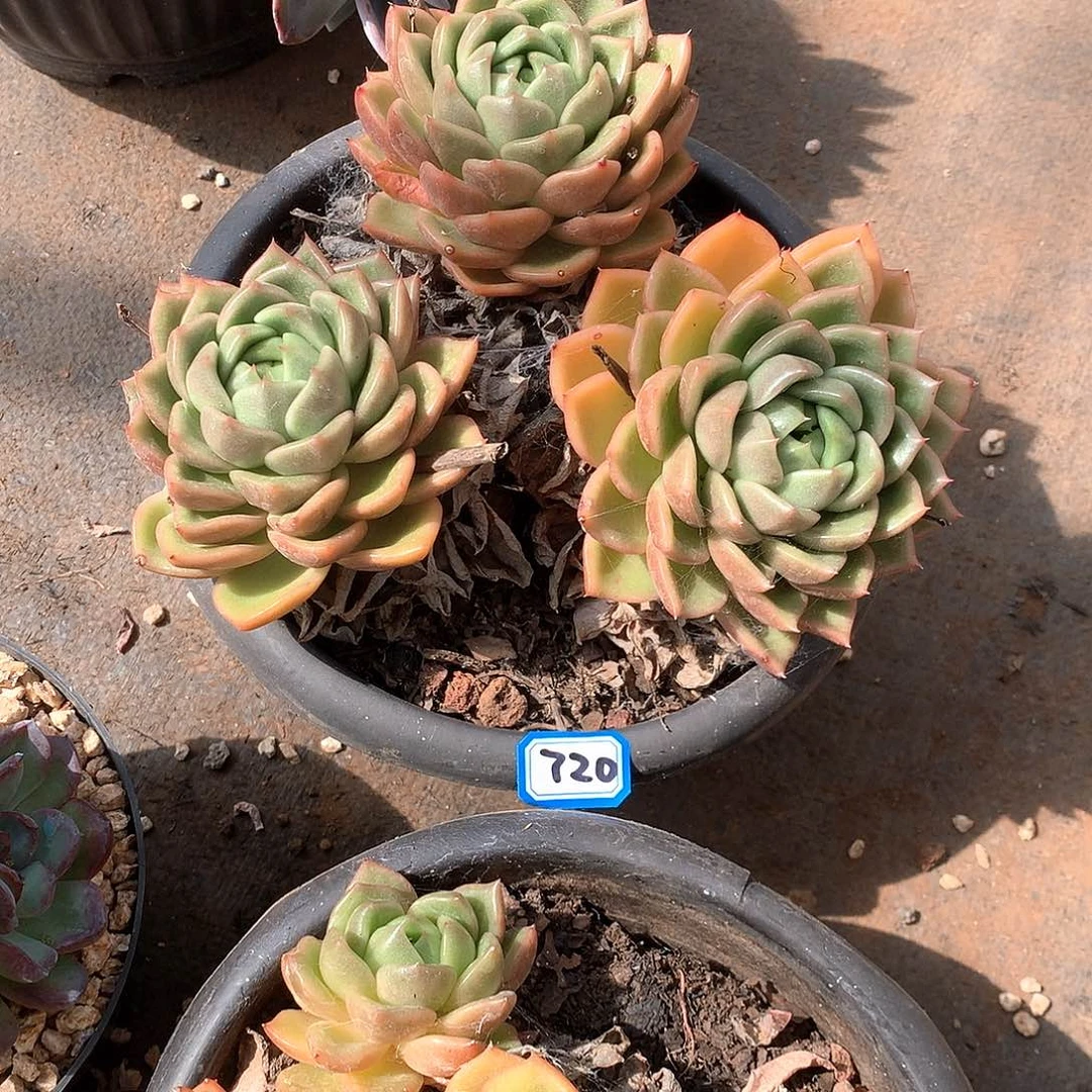 720白玫瑰 一物一拍多肉