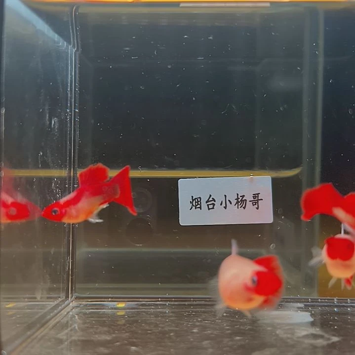 孔雀鱼深海蓝短球体2对