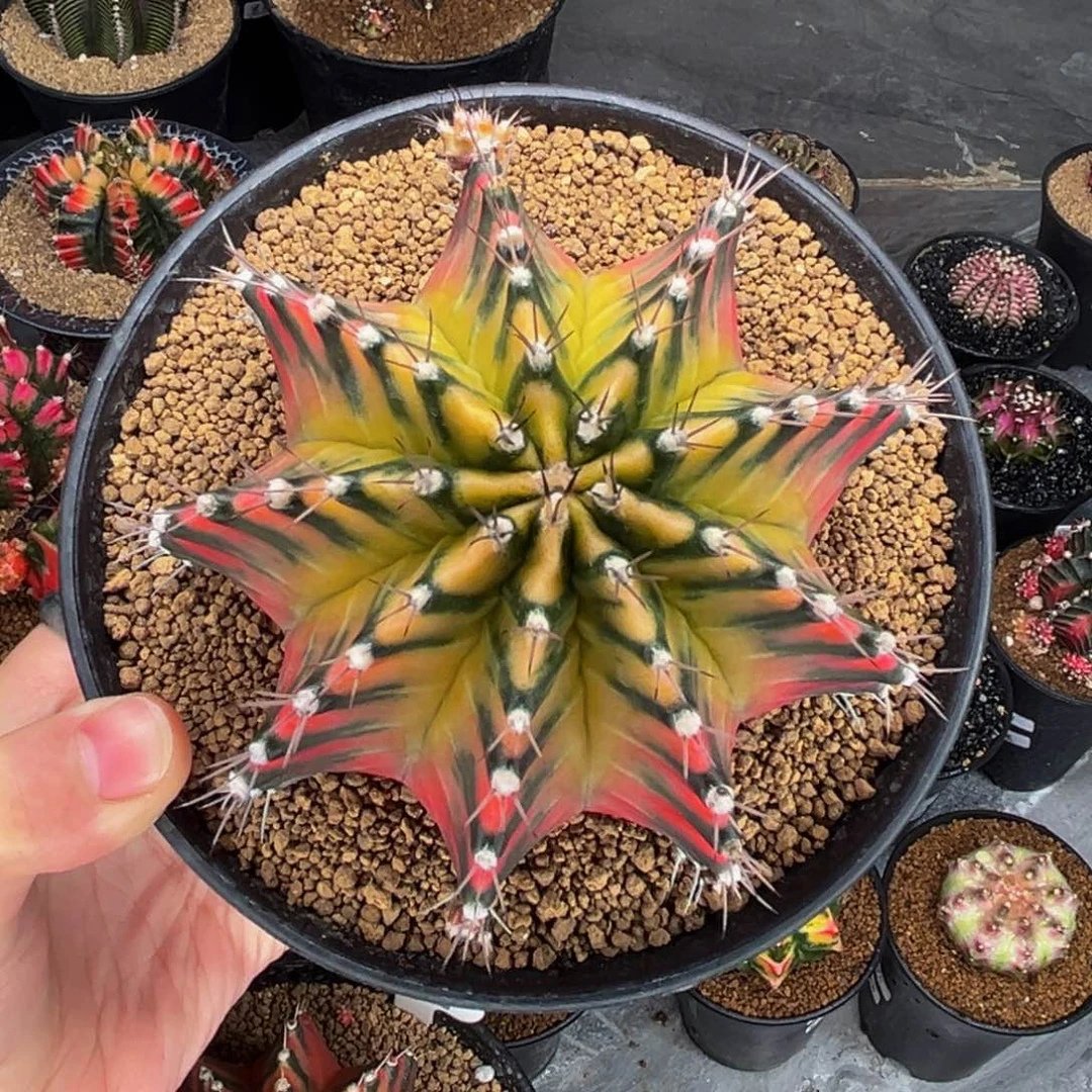 天堂之歌实生 米哈仙人球