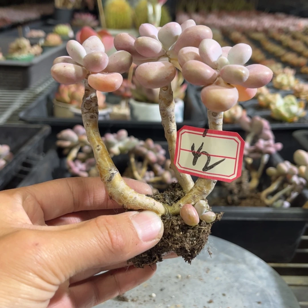 42号桃蛋一物一拍