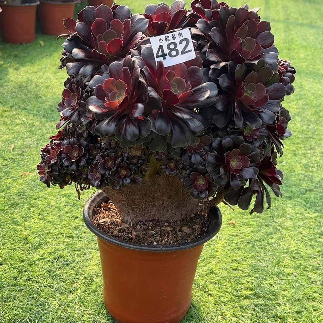 482欧子缀化法师一