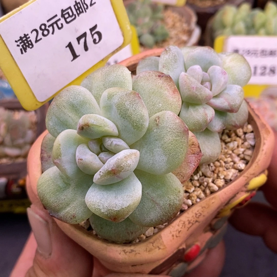 2175冰玉石化拉丝双