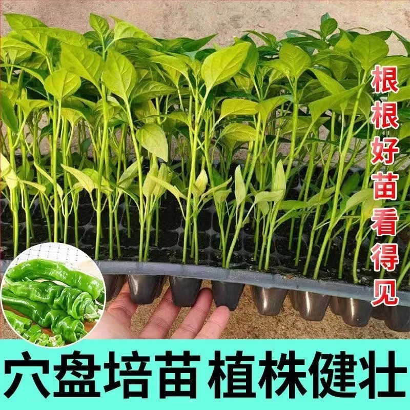 （大类多棵拍）寿光苗场基地直发优质蔬菜苗好种植庭院大棚种植