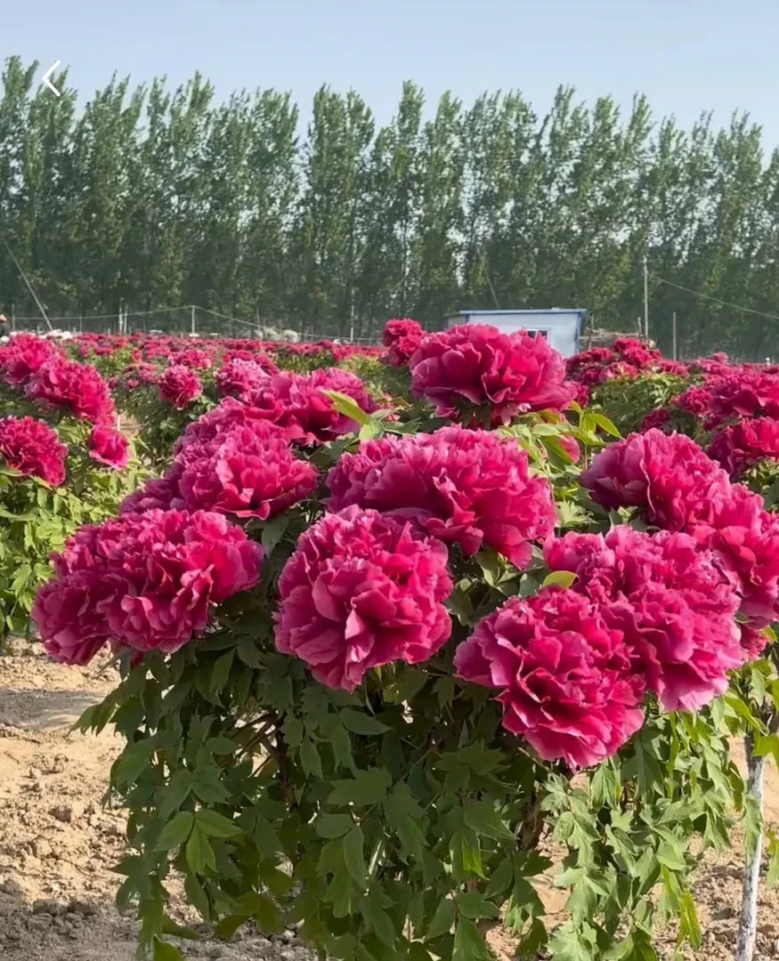 真牡丹【花王】正红牡丹 开花大  进口品种  成活高 盆栽地栽好养