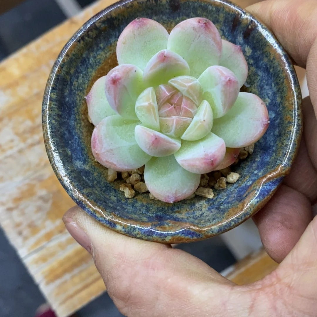 精品多肉一物拍不包整132