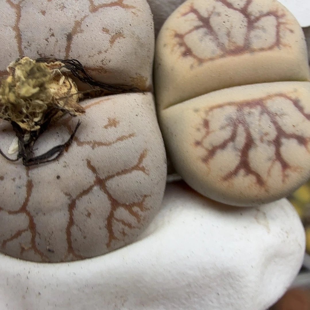 超***）这个我是要了吗是要等不下去183