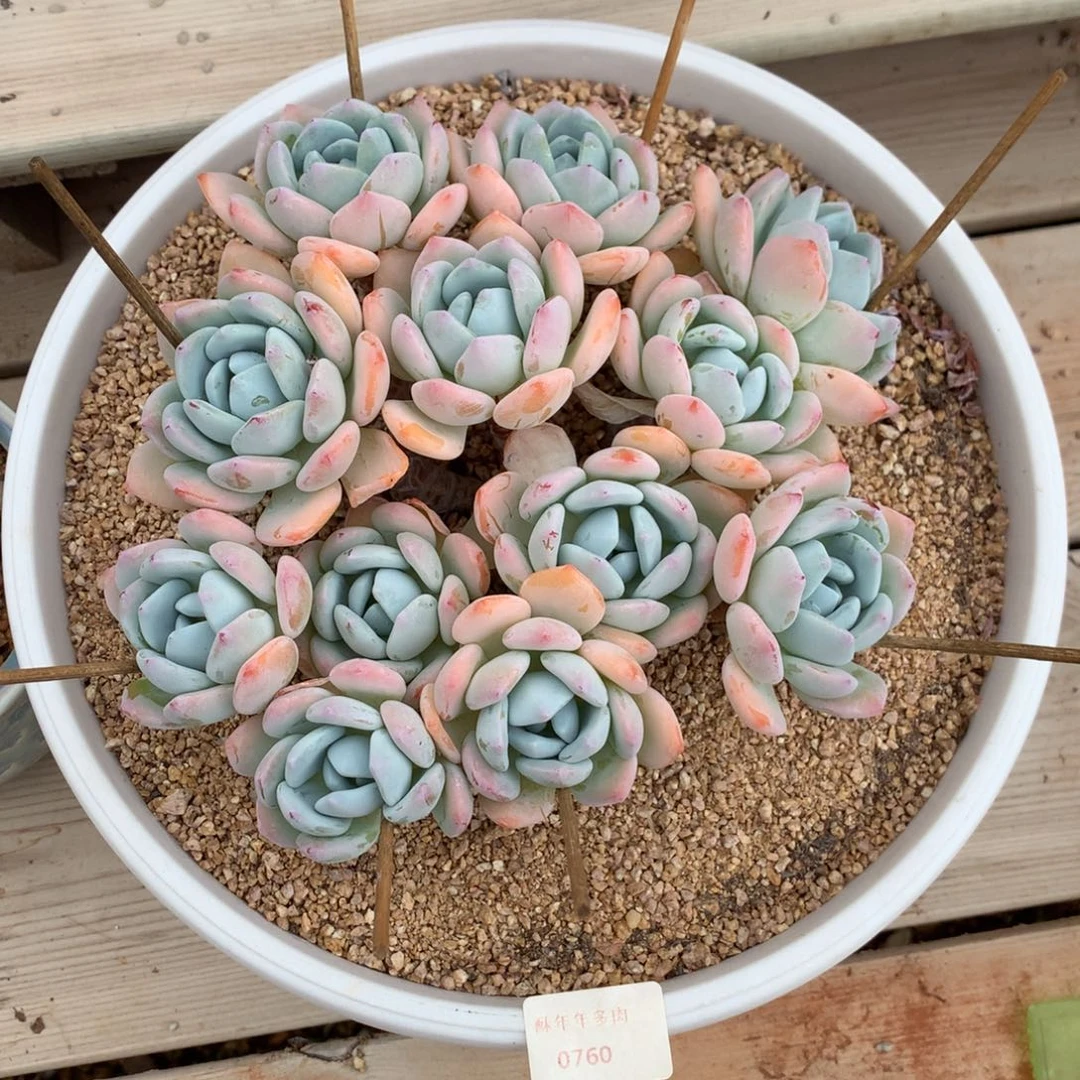 760冷香多肉一颗19厘米