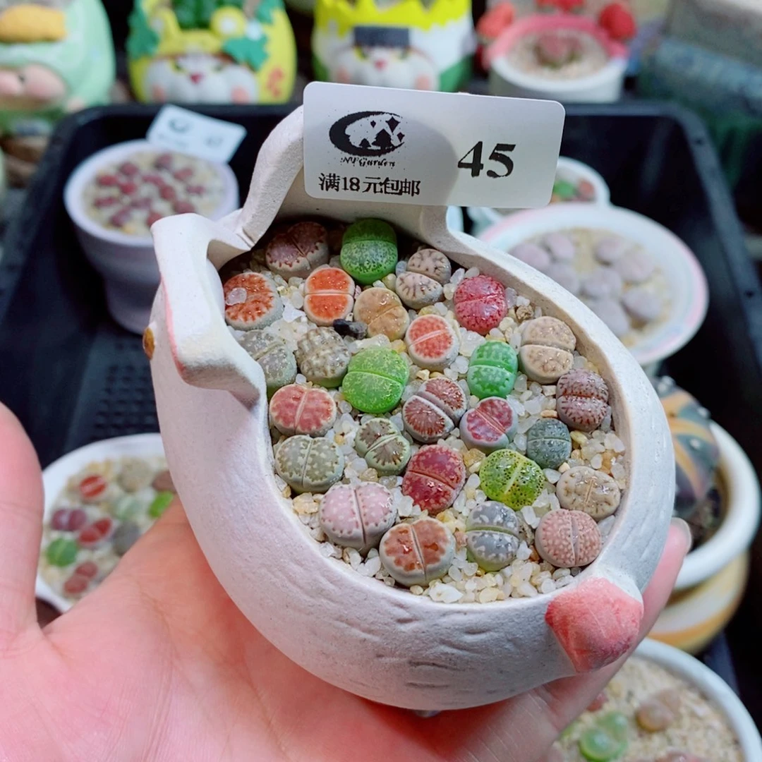 生石花花花花花花45
