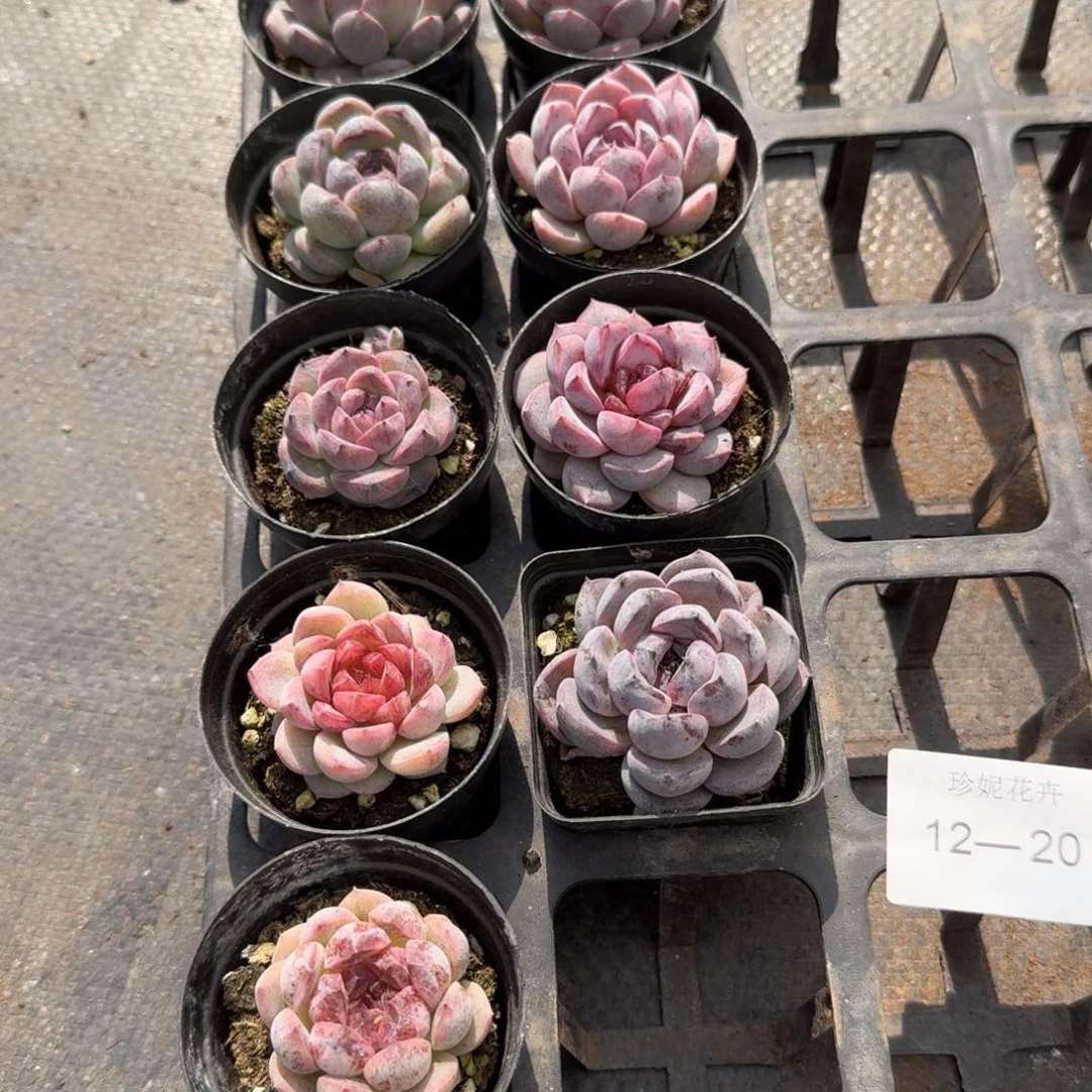 12-20黑玫瑰杂交一刻