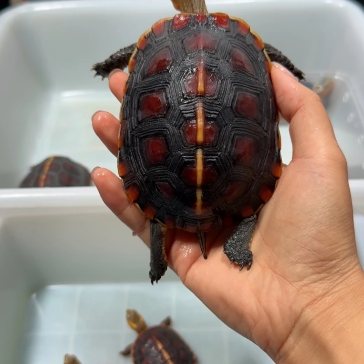 ****子宠物龟公母搭配安缘