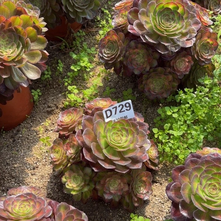 瑞妈多肉植物729