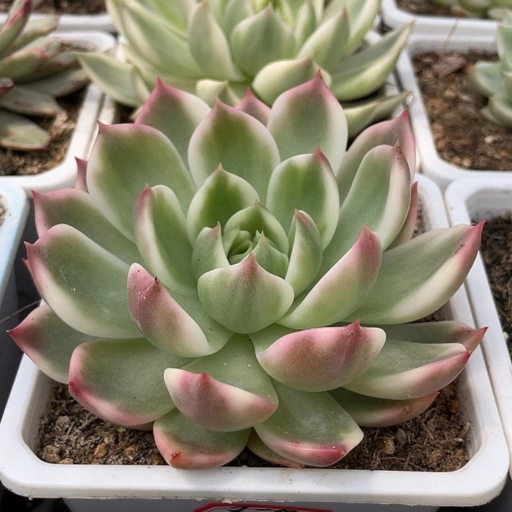 灵魂锦。锦龙一物一拍