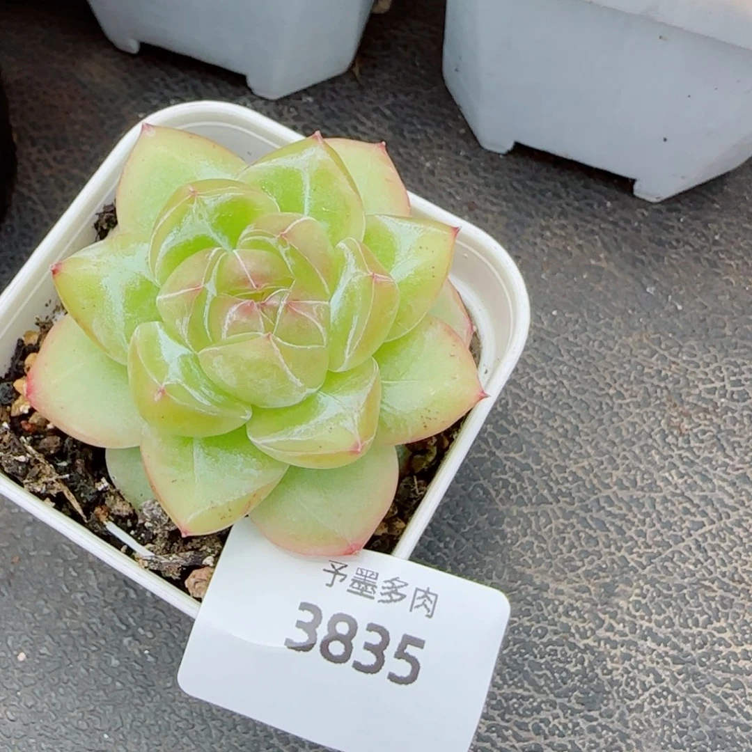钻石珍妮，3835多肉植物