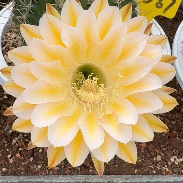 5567大盆 实生彩草 原盆土