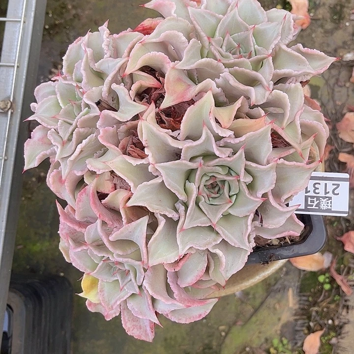 饺子皮2131多肉植物