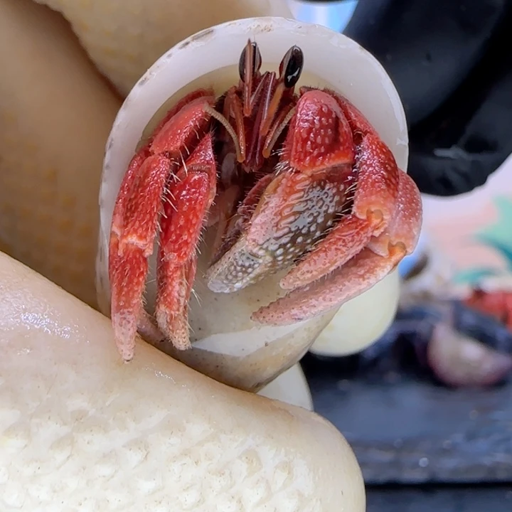 A18血红色 灰白1.4cm口径