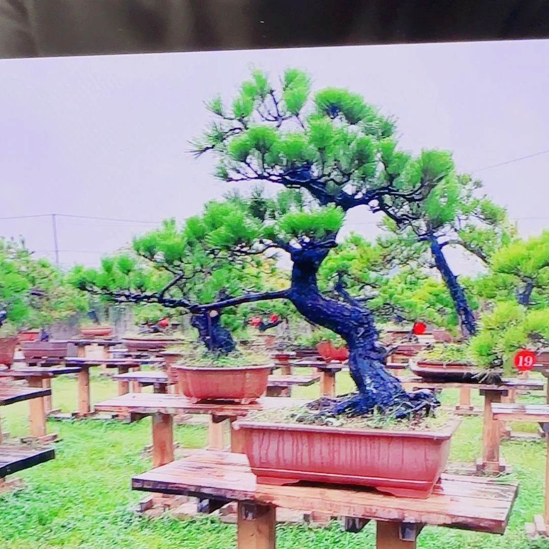 江***师无花朵黑松盆景直播间