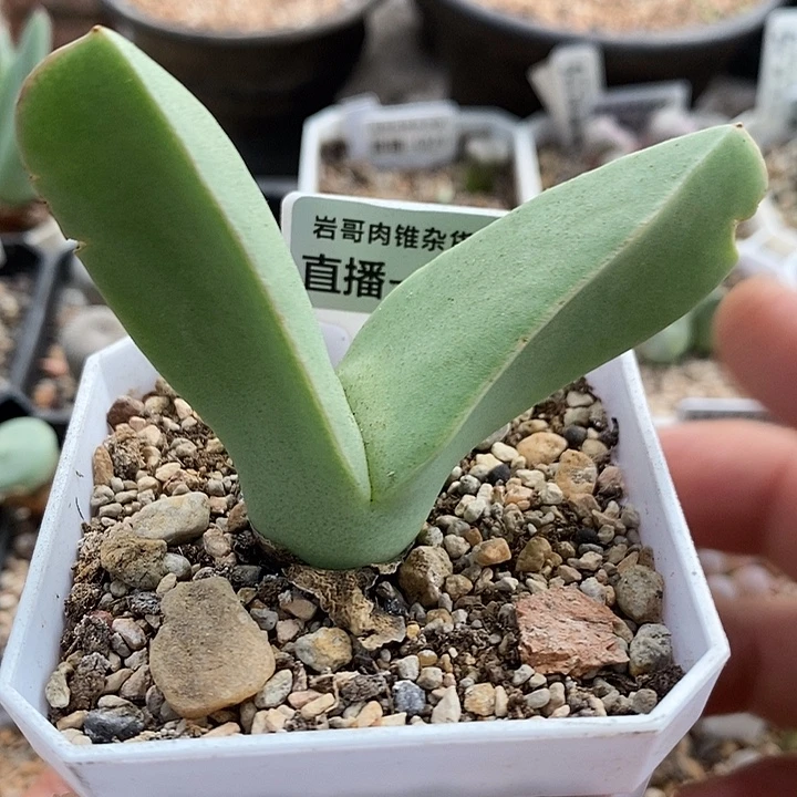 梅萨种源大型肉锥翼