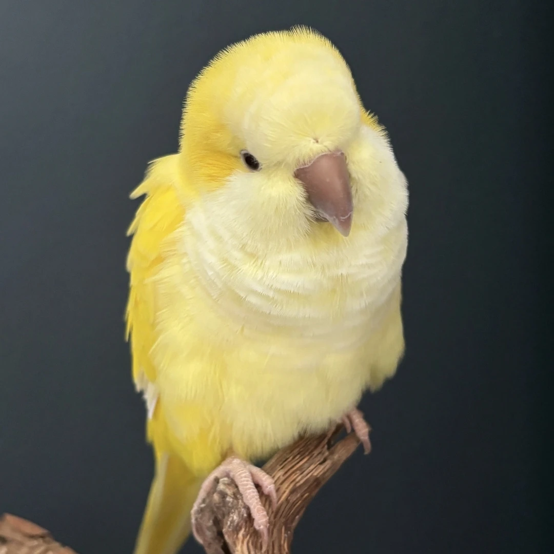 仿真和尚玩偶和尚鹦鹉玩偶