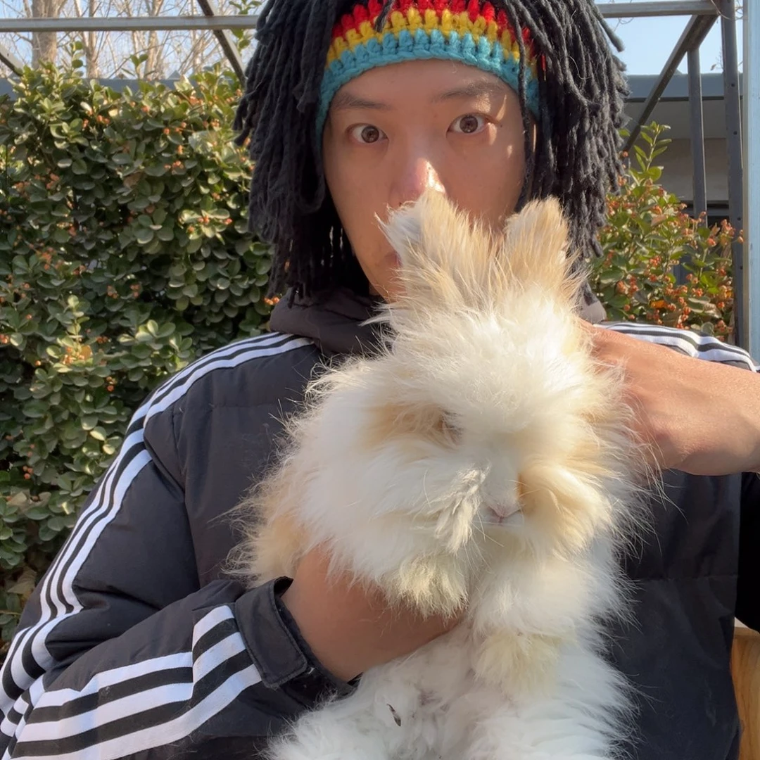 双血统英系安哥拉兔子