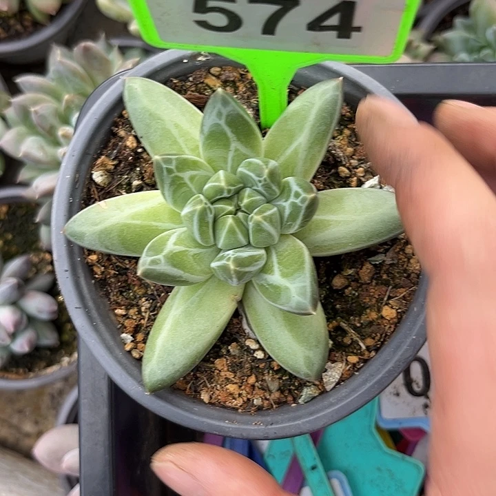 多肉植物青花瓷574