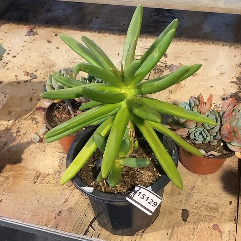 【闪购商品】椰子树15129