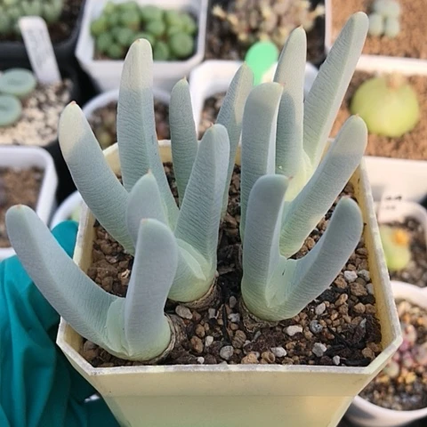 多肉肉锥 恶魔玉