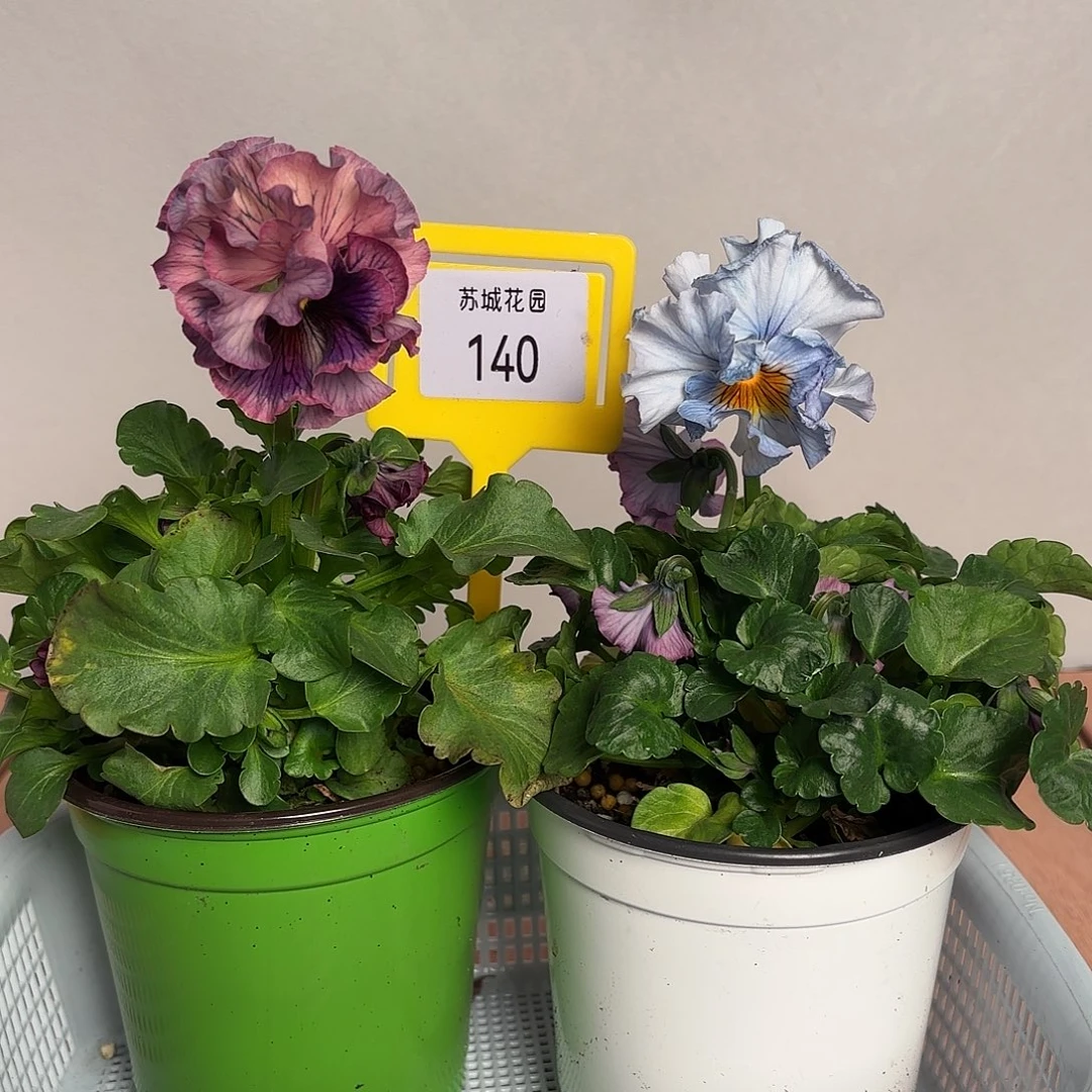 大部分开放少量花苞140