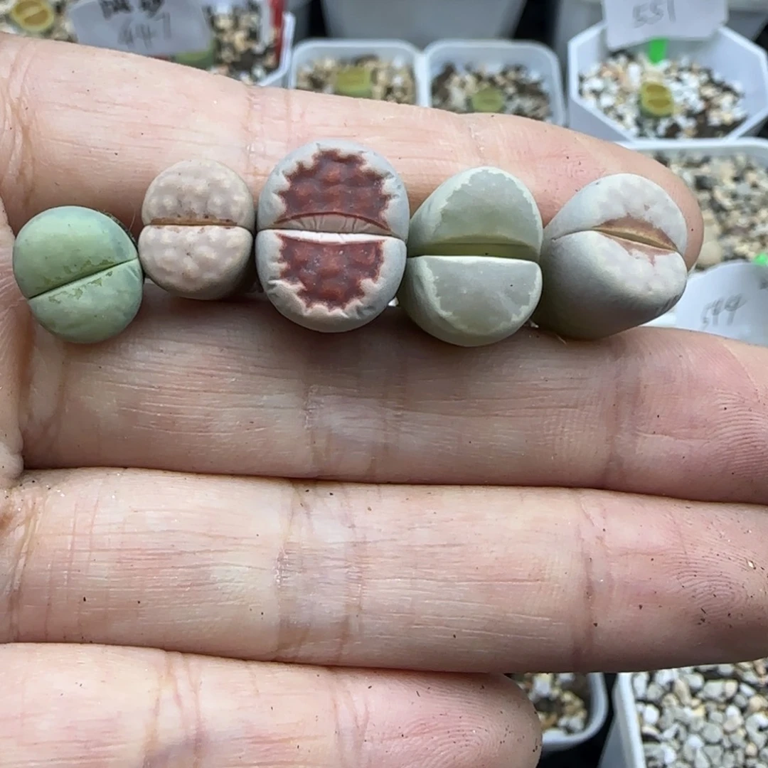 388清框福利30包邮