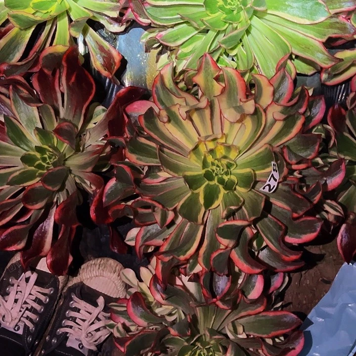 278魅影多肉植物处理不售后