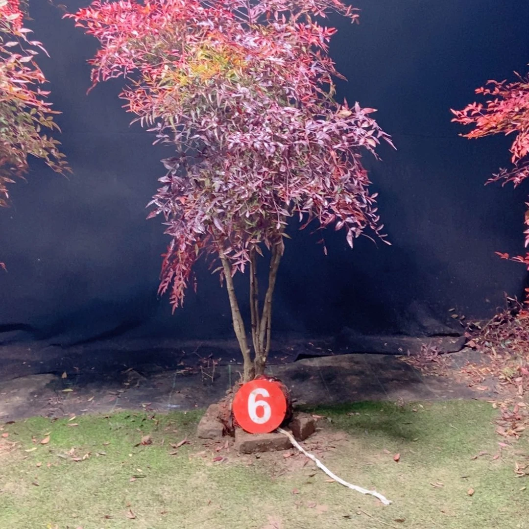 完全开放南天竹老桩