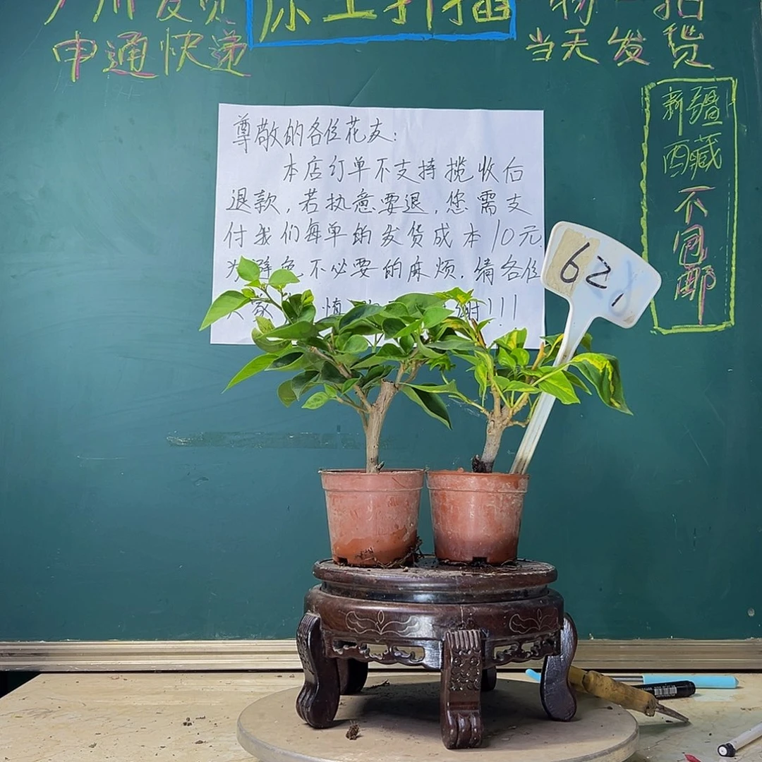 当前无花栽培后可以开花两颗盲盒掌中宝 621