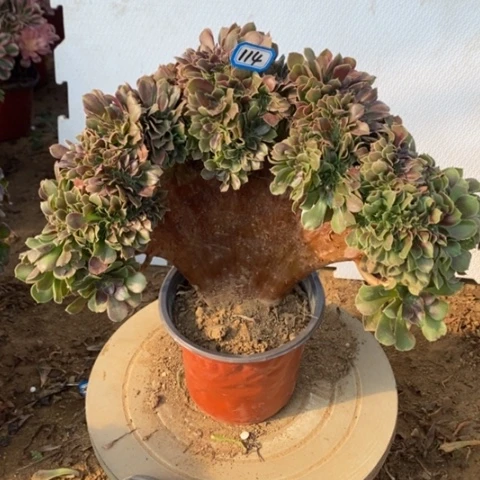 玫瑰缀化一物一拍