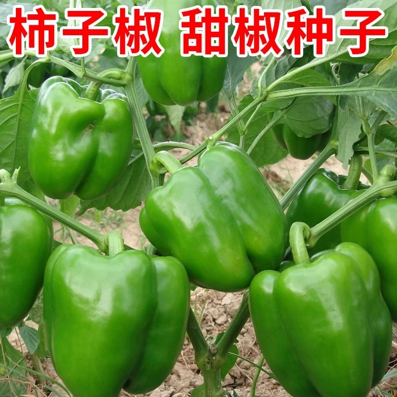 青椒种子辣椒苗甜椒种籽灯笼红菜椒蔬菜菜苗孑秧苗南方种高产籽种