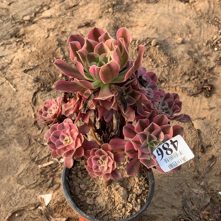 486美杜莎手捧3号棚