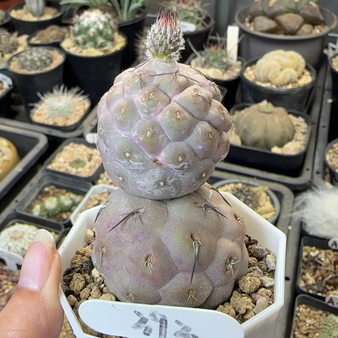 392自根大型足球习志野多肉