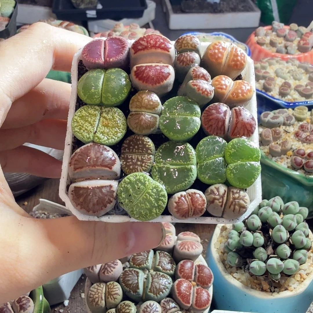****࿐多肉植物的生长发育和生长发育665