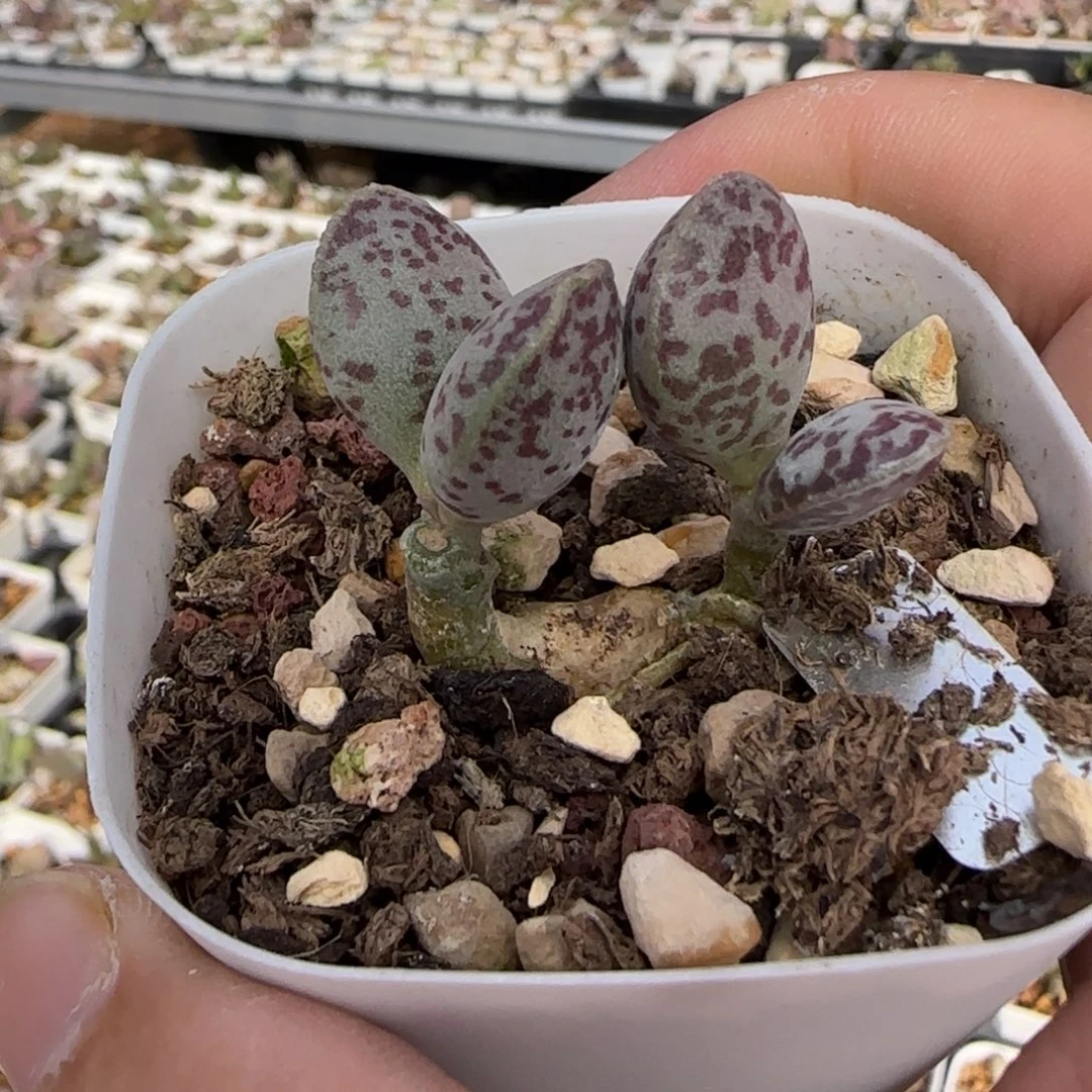 超级紫马蛋多肉植物