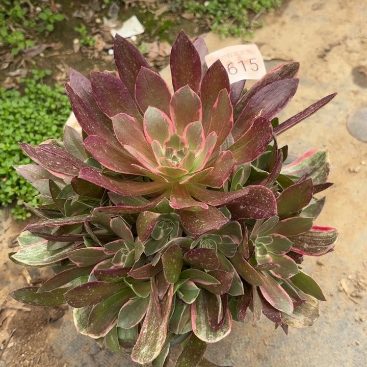 浣纱多肉法师3615