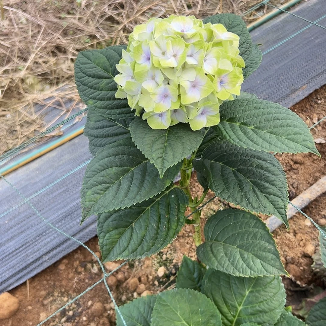 完全开放A116 绣球两单包邮～