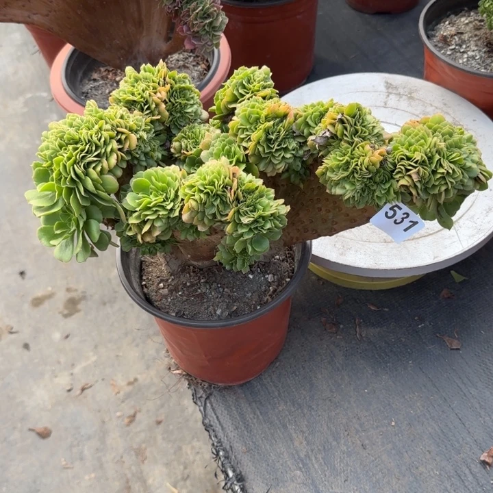 多肉植物绿羊绒缀531