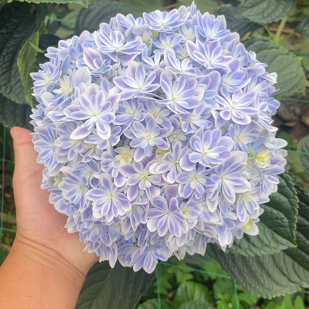 绣球切花一物一拍3枝起包邮，62