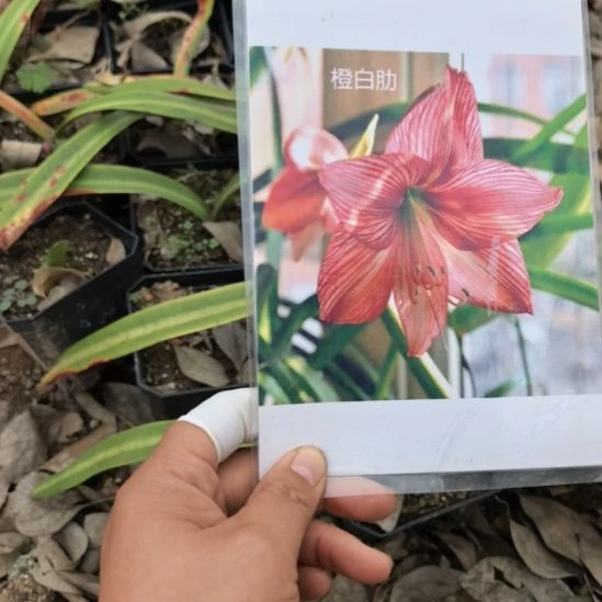当前无花栽培后可以开花橙白肋小球带盆发货