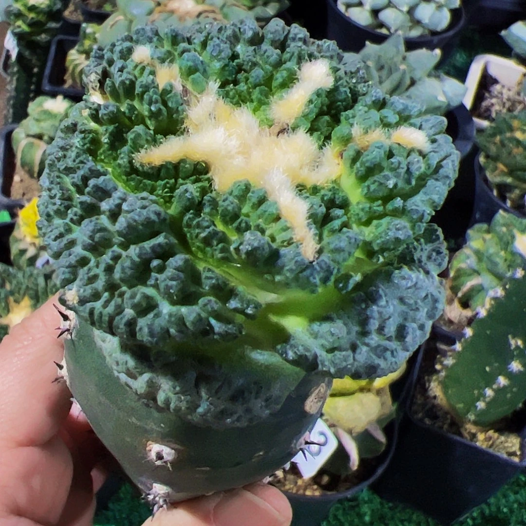 无花朵福利大尤龟甲牡丹634