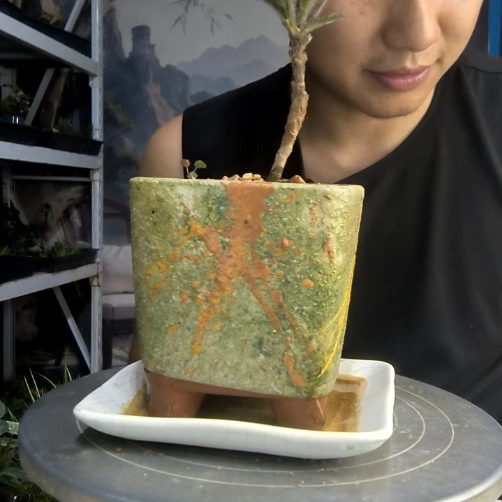 简**活中青园艺一物一拍26