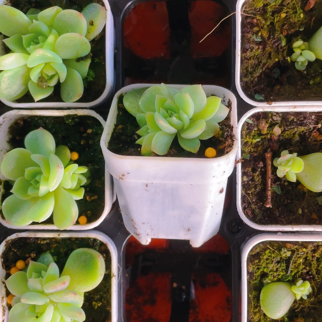 长***泼天五头中盆一个满25包邮